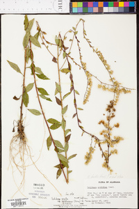 Solidago arguta subsp. caroliniana image