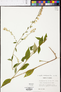 Solidago arguta subsp. caroliniana image