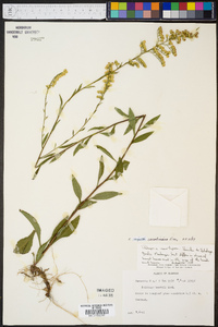 Solidago arguta var. caroliniana image