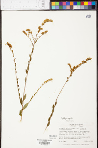 Solidago arguta subsp. caroliniana image