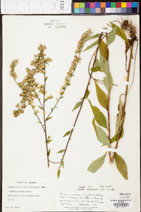 Solidago arguta subsp. caroliniana image