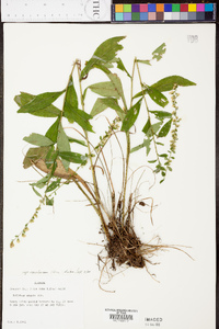 Solidago arguta subsp. caroliniana image