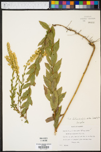 Solidago latissimifolia image