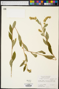 Solidago arguta var. caroliniana image