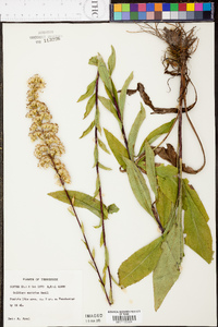 Solidago austrina image