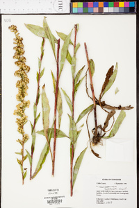 Solidago austrina image