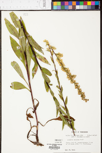 Solidago austrina image