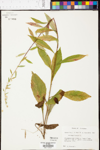 Solidago bicolor image