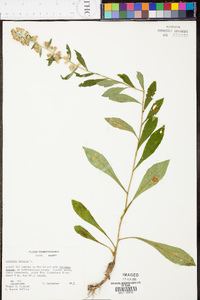 Solidago bicolor image