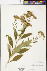 Verbesina virginica image