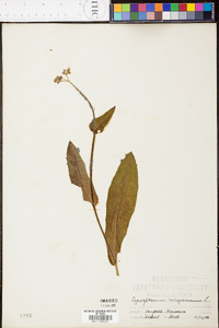 Cynoglossum virginianum image