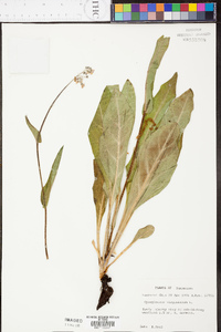 Cynoglossum virginianum image