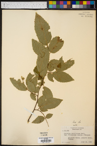 Carpinus caroliniana var. virginiana image