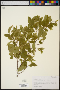 Carpinus caroliniana subsp. caroliniana image