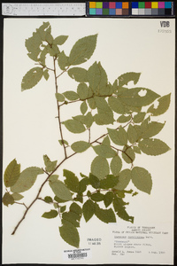 Carpinus americana image