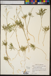 Cardamine dissecta image