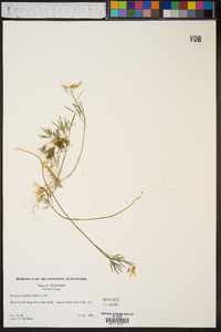 Cardamine dissecta image