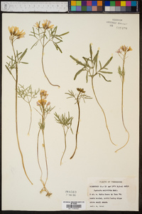 Cardamine dissecta image