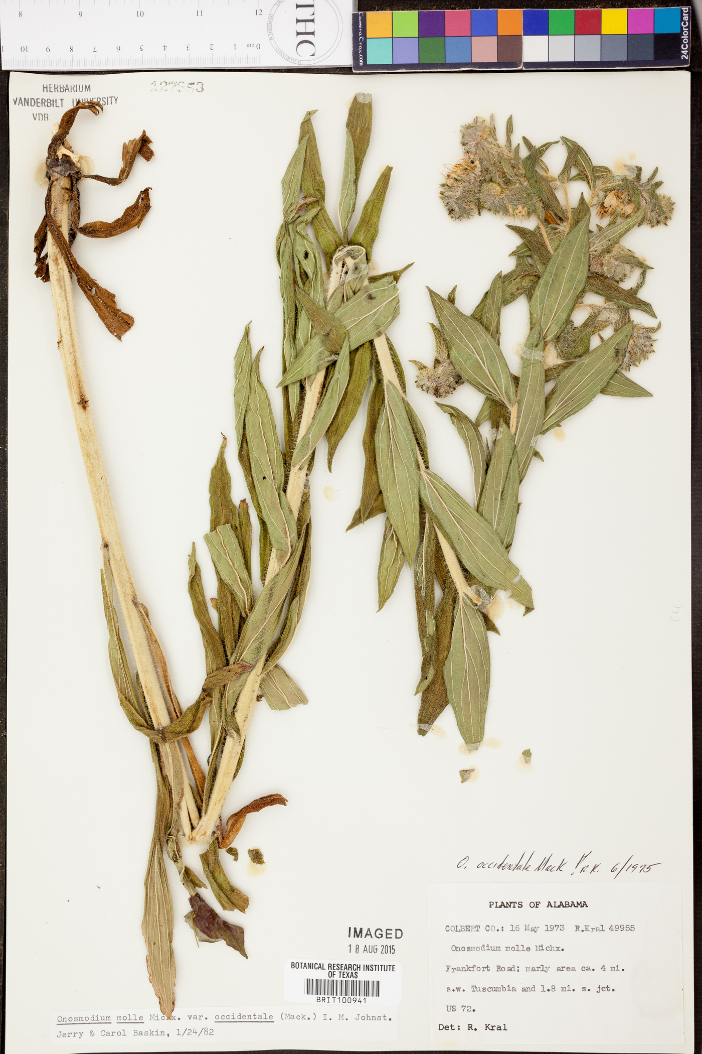 Onosmodium occidentale image