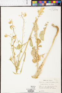 Brassica juncea image