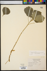 Pachysandra procumbens image