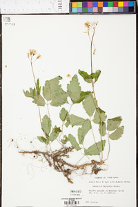 Cardamine diphylla image