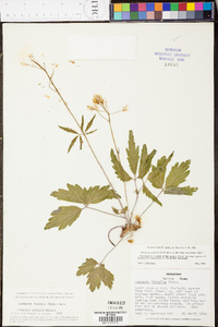 Cardamine diphylla image