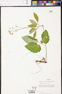 Cardamine diphylla image