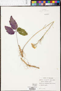 Cardamine diphylla image