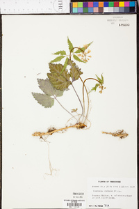 Cardamine diphylla image