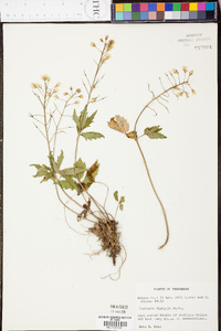 Cardamine diphylla image