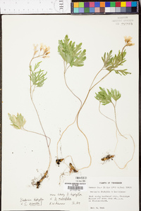 Cardamine diphylla image