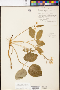 Cardamine diphylla image