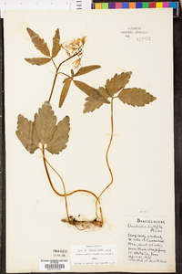 Cardamine diphylla image