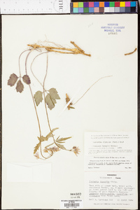 Cardamine diphylla image