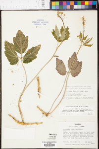 Cardamine diphylla image