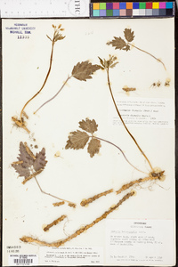 Cardamine diphylla image