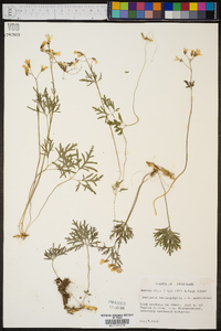 Cardamine angustata image