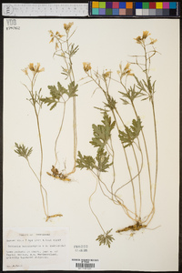 Cardamine angustata image