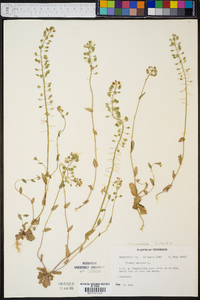 Microthlaspi perfoliatum image