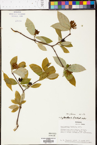 Calycanthus floridus var. glaucus image