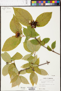 Calycanthus floridus image