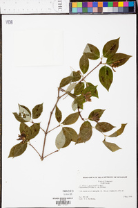 Calycanthus floridus var. floridus image