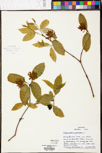 Calycanthus floridus image