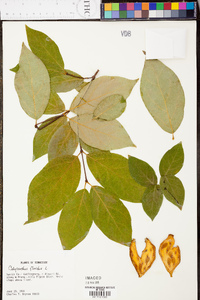 Calycanthus floridus image