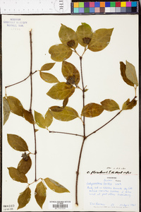 Calycanthus floridus var. floridus image