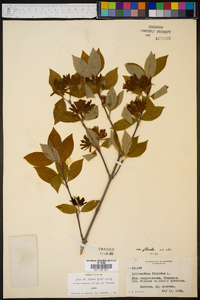 Calycanthus floridus image