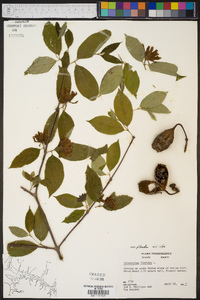 Calycanthus floridus image