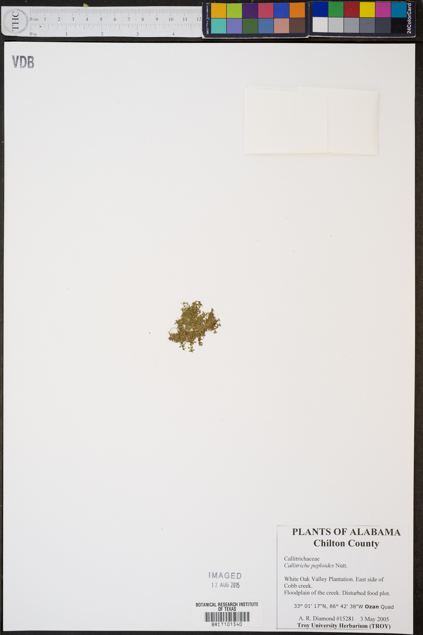 Callitriche peploides image
