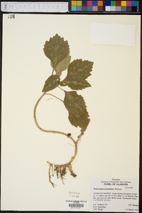 Pachysandra procumbens image